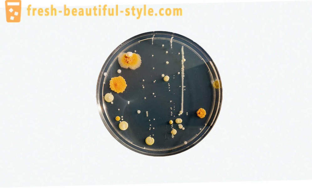 5 yhteinen harhaluuloja bakteereista