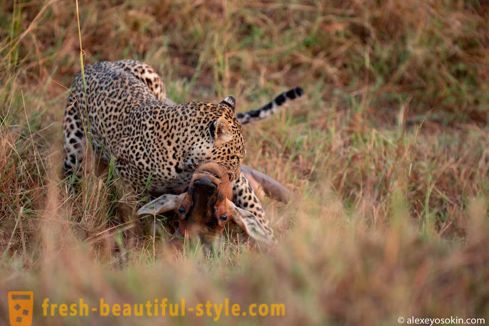 Leopard Metsästys