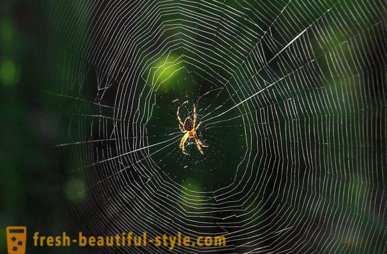 Miksi ei sekoittaa hämähäkki sen web?