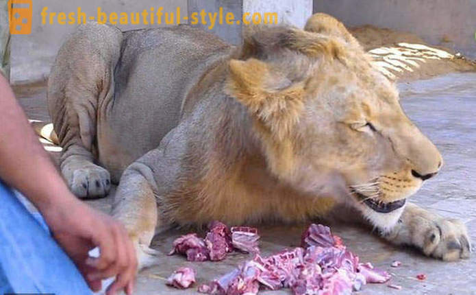 Veljekset Pakistanista toi leijonan nimeltä Simba
