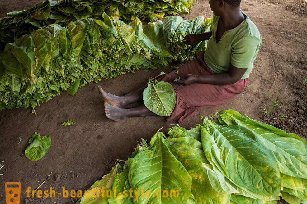 Malawin tupakkaviljelmänä