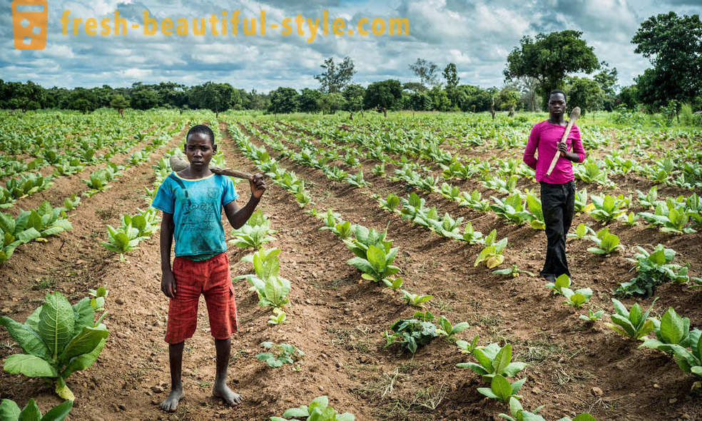 Malawin tupakkaviljelmänä