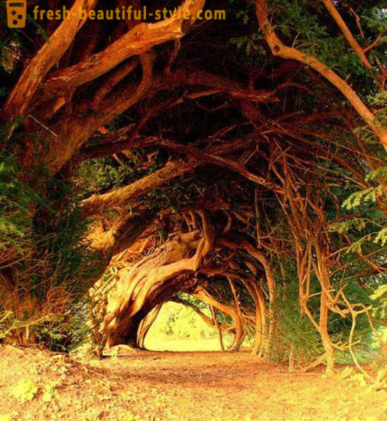 Mielenkiintoisin tunnelit puita