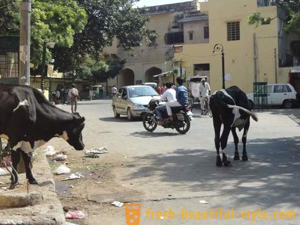 Stray lehmät - yksi Intian ongelmien