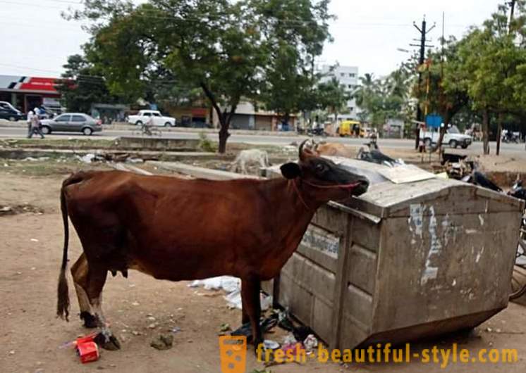 Stray lehmät - yksi Intian ongelmien