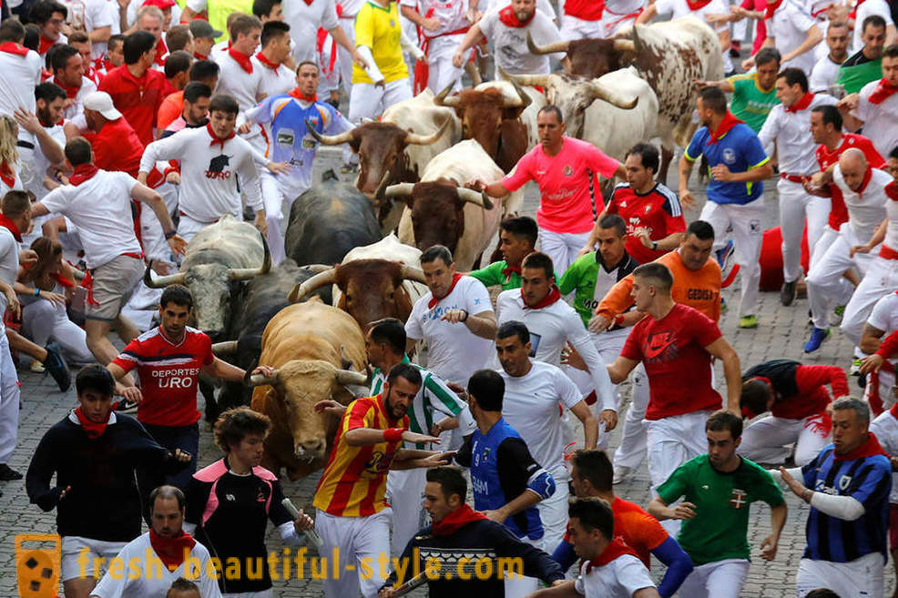 Miten oli vuosittainen Ajo Bulls Pamplona, ​​Espanja