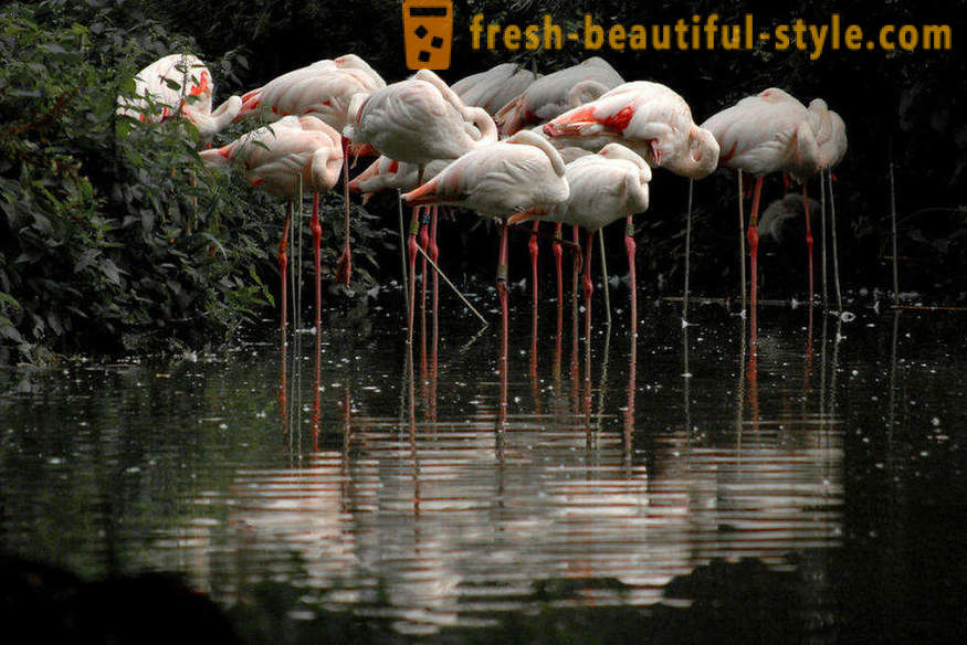 Flamingo - vanhimpia lintulajien