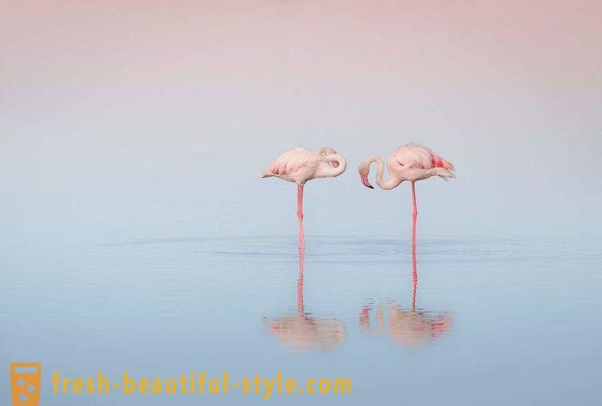 Flamingo - vanhimpia lintulajien