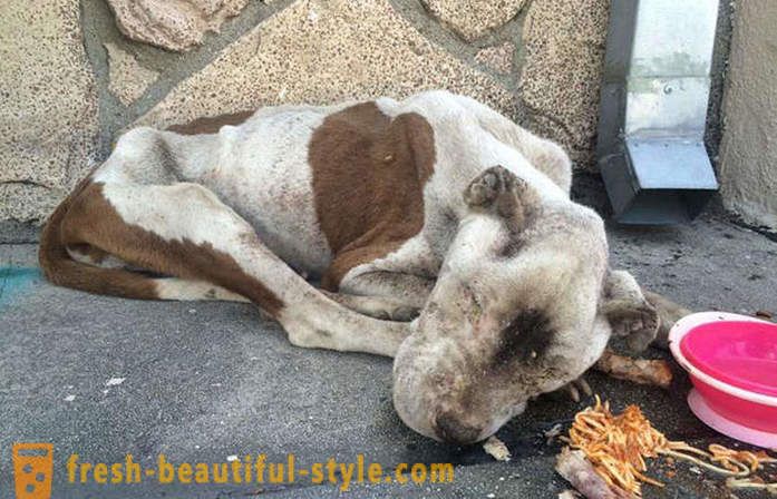 Dying pit bull: surullinen tarina onnellinen loppu