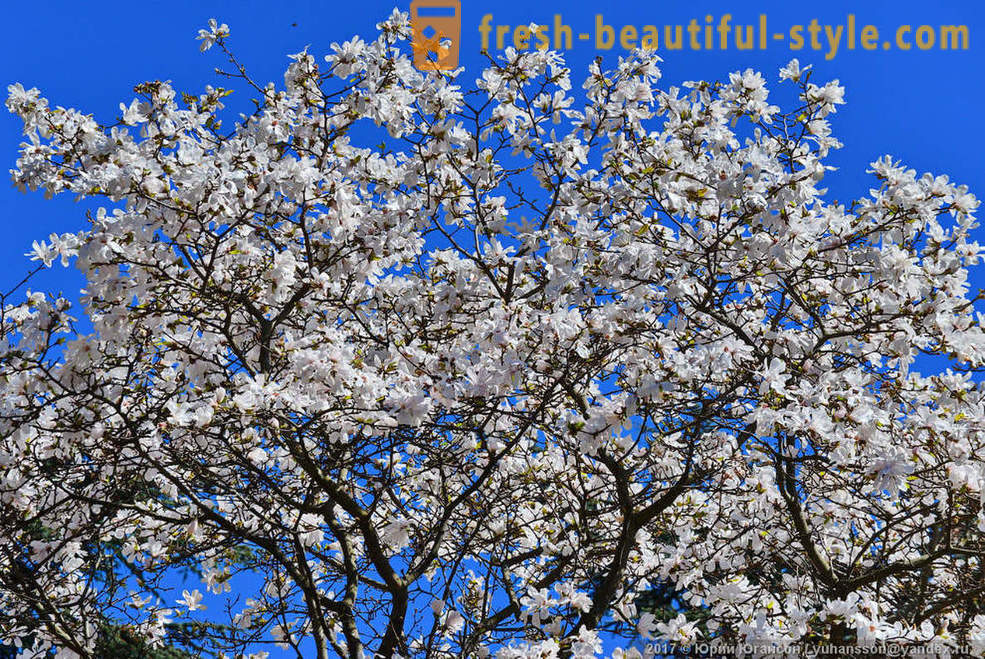 Kaunis kukkiva magnolia Krimin