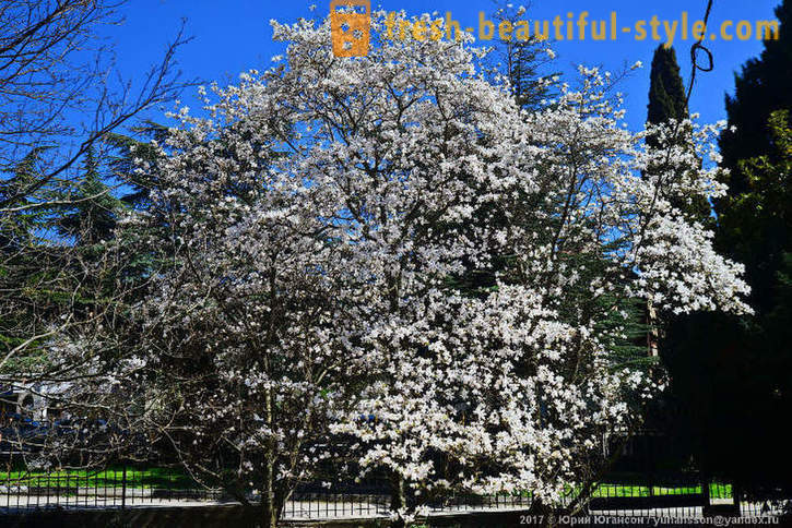 Kaunis kukkiva magnolia Krimin