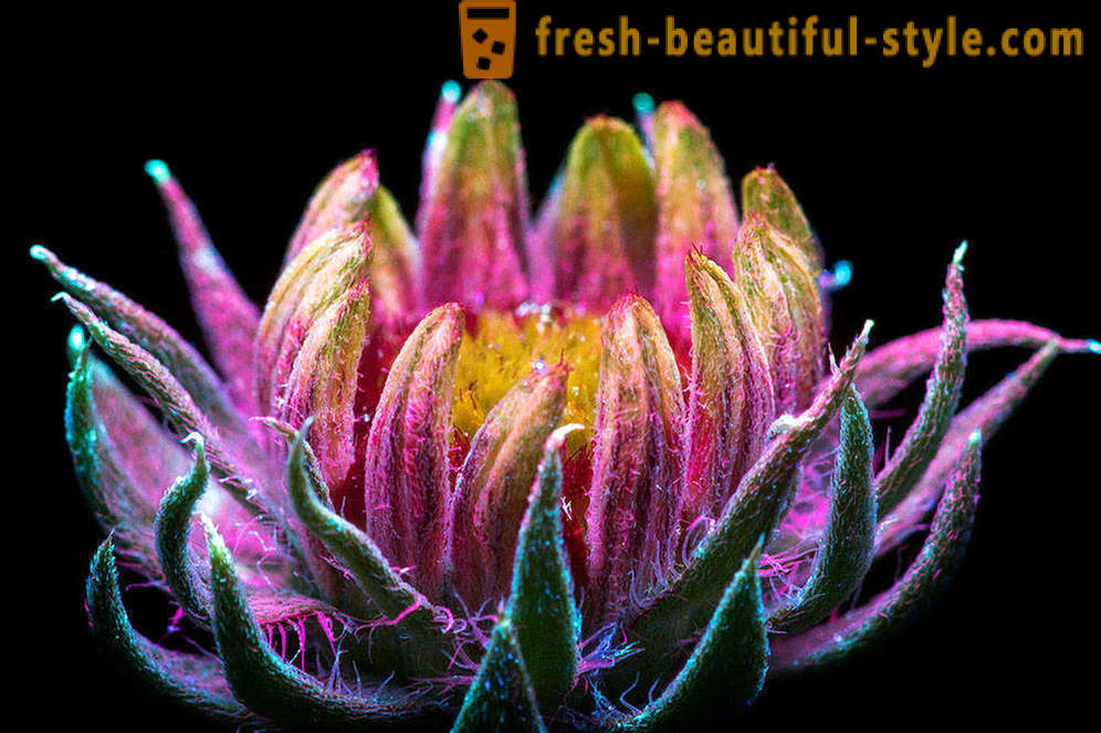 Häikäisevä valokuvia kukkia, valaistu ultraviolettivaloa