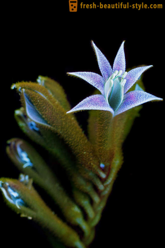 Häikäisevä valokuvia kukkia, valaistu ultraviolettivaloa