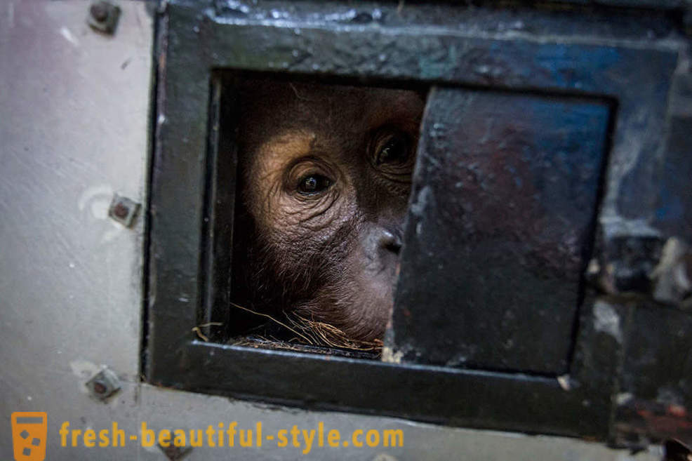 Orangutans Indonesiassa