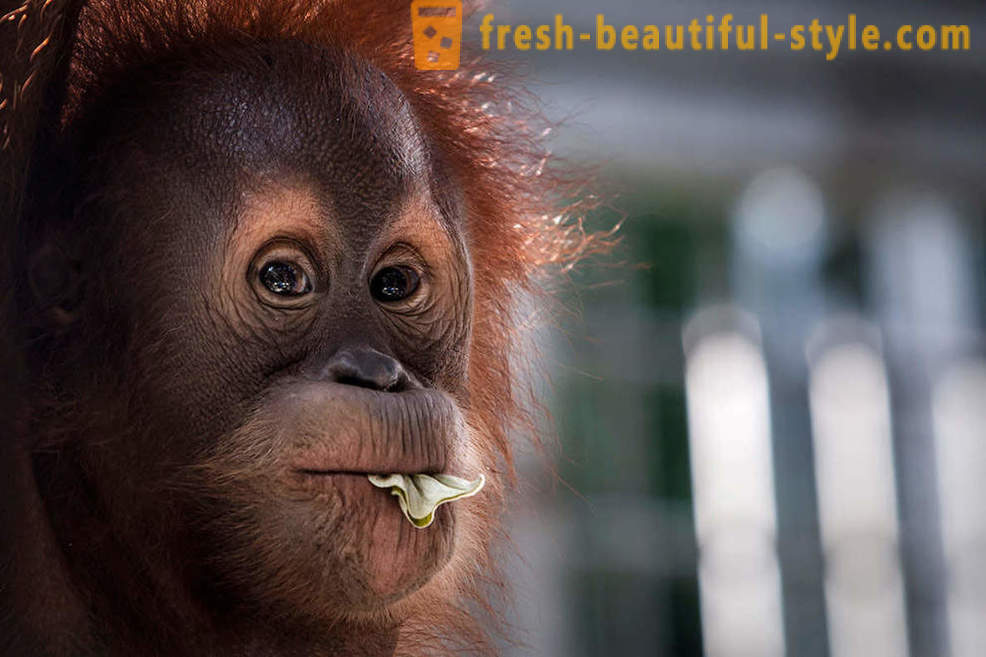 Orangutans Indonesiassa