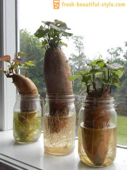 15 vihanneskasveja, jotka voidaan kasvattaa ikkunalaudalla kotona