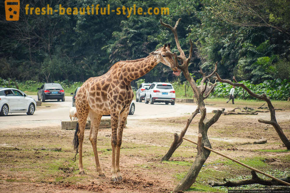 Kiina, Guangzhou: Chimelong Safari Park (osa 1)