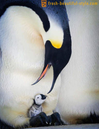 Miehenä Keisaripingviinit huolehtia niiden jälkeläisistä
