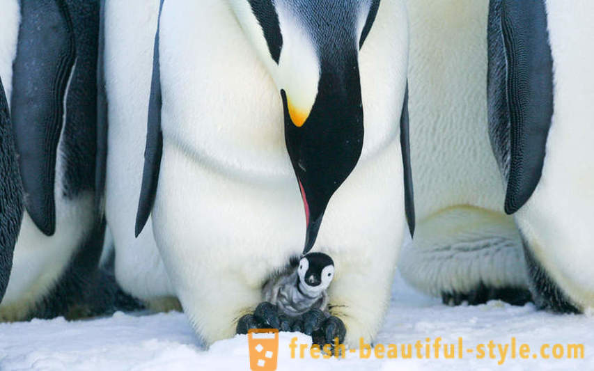 Miehenä Keisaripingviinit huolehtia niiden jälkeläisistä