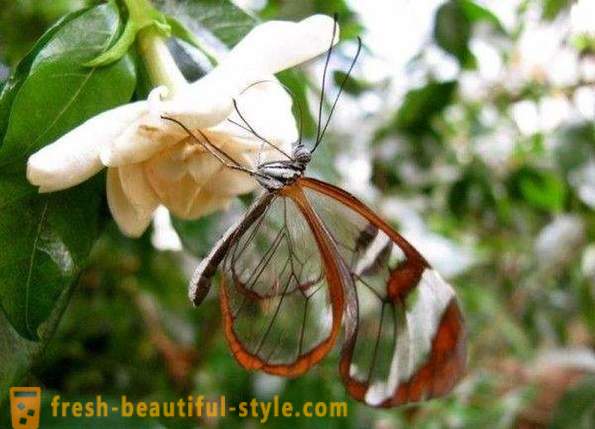 Incredible perhonen lasisiipiset