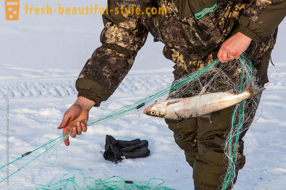 Miten rybinspektory päälle Baikal
