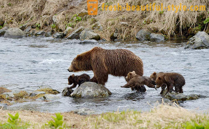 Tai ei ehkä ainutlaatuinen Venäjän elokuva karhu perhe?