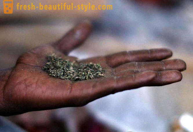 Illan Shivan tai loma marihuana