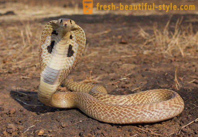 Vaarallisin käärmeitä maailmassa