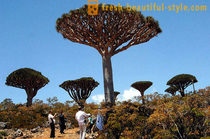 Matkustaa saarelle Socotra