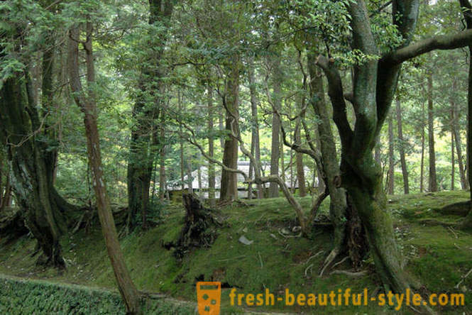 Moss puutarha Japanissa