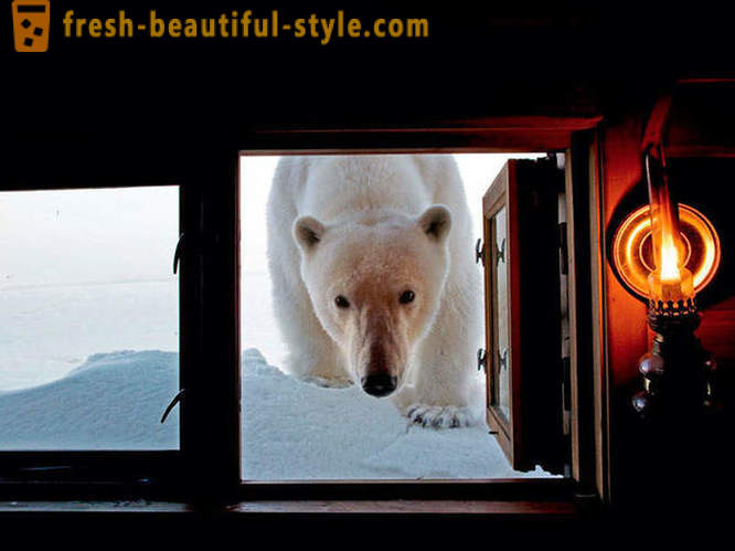 Parhaat kuvat vuoden 2012 National Geographic