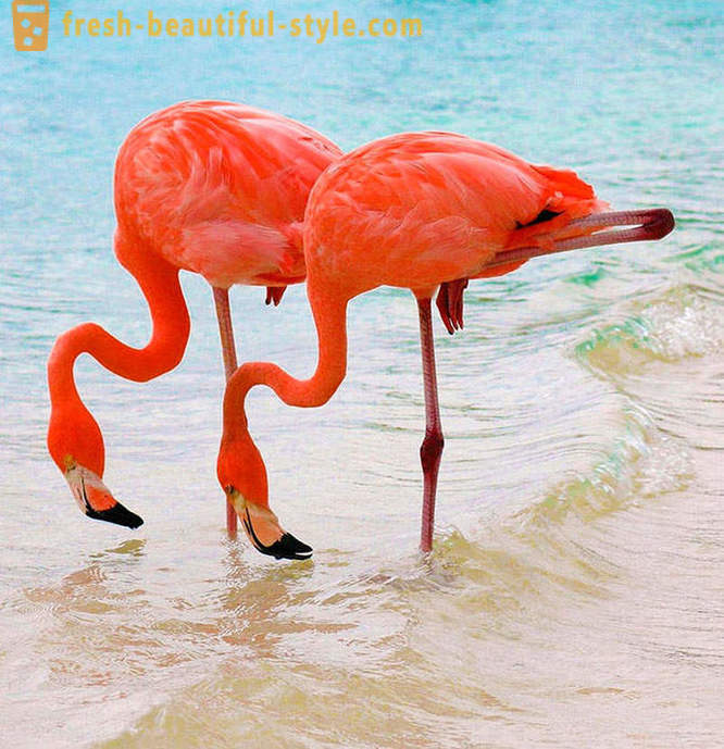 Maa vaaleanpunaisia ​​flamingoja