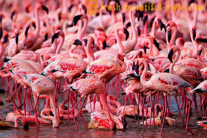 Maa vaaleanpunaisia ​​flamingoja