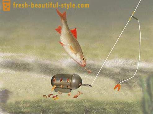 Roach - kala karpinsukuinen. Kuvaus ja valokuva. Miten kiinni särki?
