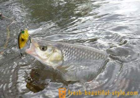 Turpa kalastus: tapoja syötti. Catching turpa kesällä